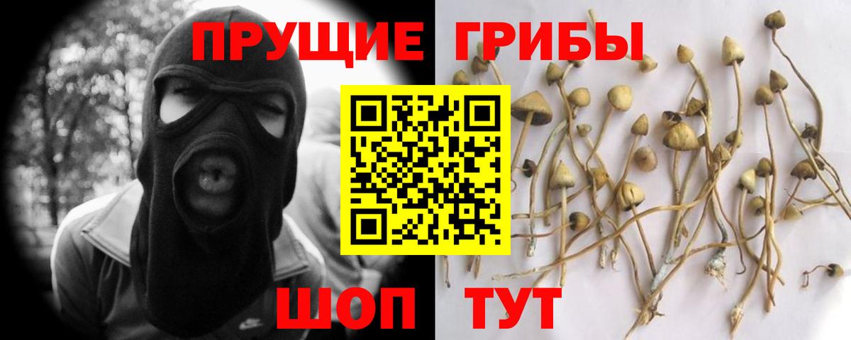 Псилоцибиновые грибы Psilocybine cubensis Киреевск